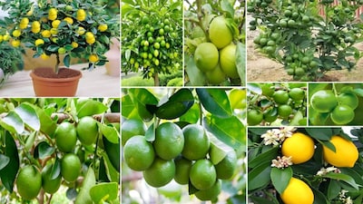 Tips for Heavy Fruiting in Lemon Plant : आम-अमरूद और नींबू के पौधे पूरे देश में मैदानी इलाकों में लगाए जाते हैं. पूरे उत्तर भारत में इन तीनों फलों के पौधे खूब लगाए जाते हैं. ज्यादातर पौधे देसी होते हैं. यह भी सच है कि इन पौधों में फल आने में बहुत समय लगता है. नींबू का इस्तेमाल तो पूरे साल होता है. सीजन कोई भी हो, नींबू की जरूरत पड़ती ही है. नींबू में भरपूर मात्रा में विटामिन सी पाया जाता है. इम्युनिटी बढ़ाता है. पाचन सुधारता है. यह मेटाबॉलिज्म को तेज करता है. शरीर में फैट बर्न करने की प्रोसेस तेज करता है. इसका पौधा आसानी से गमले में लगाया जा सकता है. कई बार नींबू के पौधे में सिर्फ फूल आते हैं, फल नहीं लगते. फूल जल्दी झड़ जाते हैं, आइये जानते हैं कि इस समस्या के लिए समाधान के लिए क्या करना चाहिए....