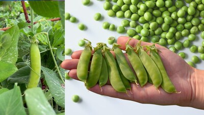 Green Peas Gardening: Grow plenty of fresh peas in small pots this winter