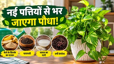 मनी प्लांट की ग्रोथ और ज्यादा पत्तियों के आसान तरीके (इमेज AI)