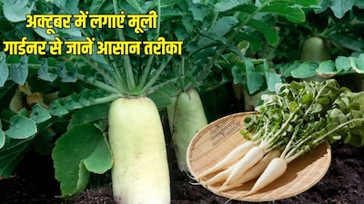 Easy Radish Farming Tips: How to Grow Fresh Radishes at Home