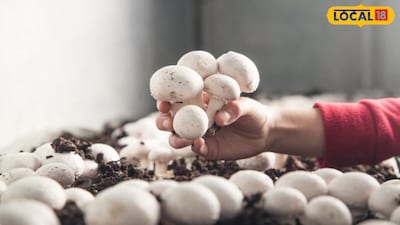 Mushroom Farming Without Fields: Boost Your Income With Low Investment