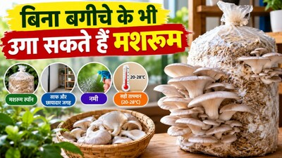 घर पर मशरूम कैसे उगाएं? जानें आसान तरीका (Image-AI generated)