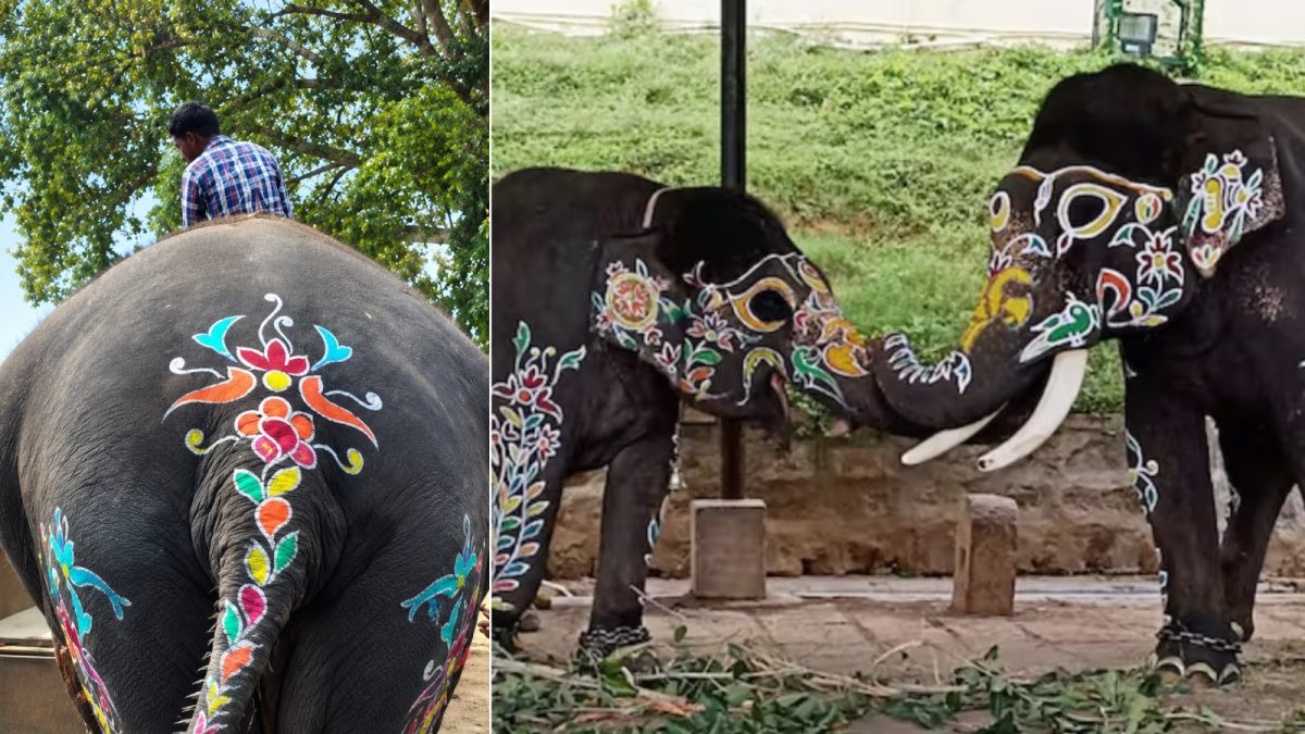 Mysuru Dasara elephants dont gain weight। Sugreeva elephant weight ...