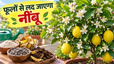 नींबू के पौधे में ज्यादा फूल के लिए अपनाएं ये टिप्स (Image-AI generated)