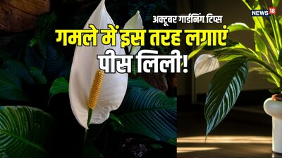 पीस लिली के लिए बहुत बड़ा गमला लेने की जरूरत नहीं है.