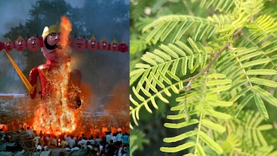 विजयादशमी में शमी के पेड़ की पूजा.