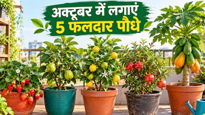 अक्टूबर में लगाएं ये 5 Fruit Plants, घर पर उगाएं फल (Image-AI generated)
