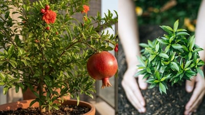 Grow Fresh Red Pomegranates On Your Balcony With These Easy Steps