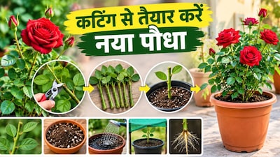 गुलाब की कटिंग से ऐसे उगाएं नया पौधा (Image-AI generated)