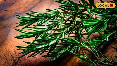 Grow Rosemary Plant at Home: Perfume Your Garden and Keep Mosquitoes Away