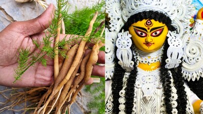 Offer Shatavari to Goddess Siddhidatri on Navratri: Know Ayurveda Benefits