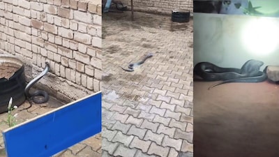 कुरुक्षेत्र के प्रतापगढ़ गांव के सरकारी गर्ल स्कूल में गुरुवार सुबह कोबरा सांप मिला.