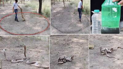 पानी-फिनायल और केरोसिन से बनाया घेरा, कैद किए 6 जहरीले कोबरा सांप, फिर नजारा देख उड़े होश