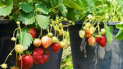 Grow Sweet Strawberries at Home: Easy Pot Planting Guide & Care Tips.