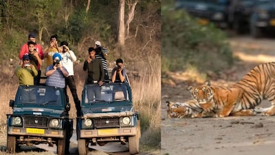 बाघ से लेकर हाथी तक देखने का मौका.