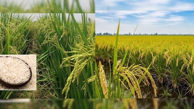 बासमती चावल करने वाले किसानों की मौत.