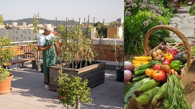 Grow 5 Vegetables at Home in October Including Fenugreek and Broccoli