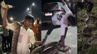 28 kg Python on Highway: Young Man Fearlessly Catches Giant Snake with One Hand!