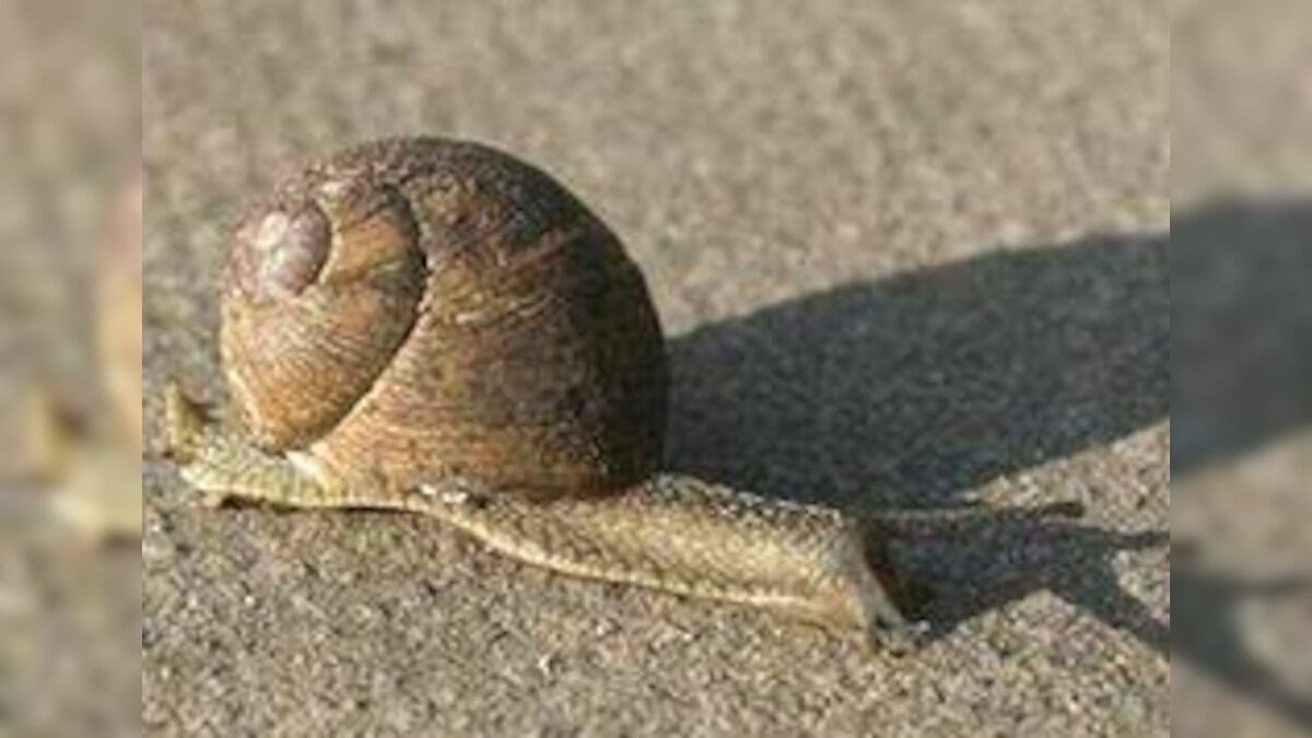 Snails cause meningitis in Beijing