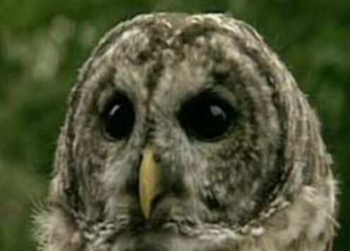 Rumour sparks owl hunt in N India