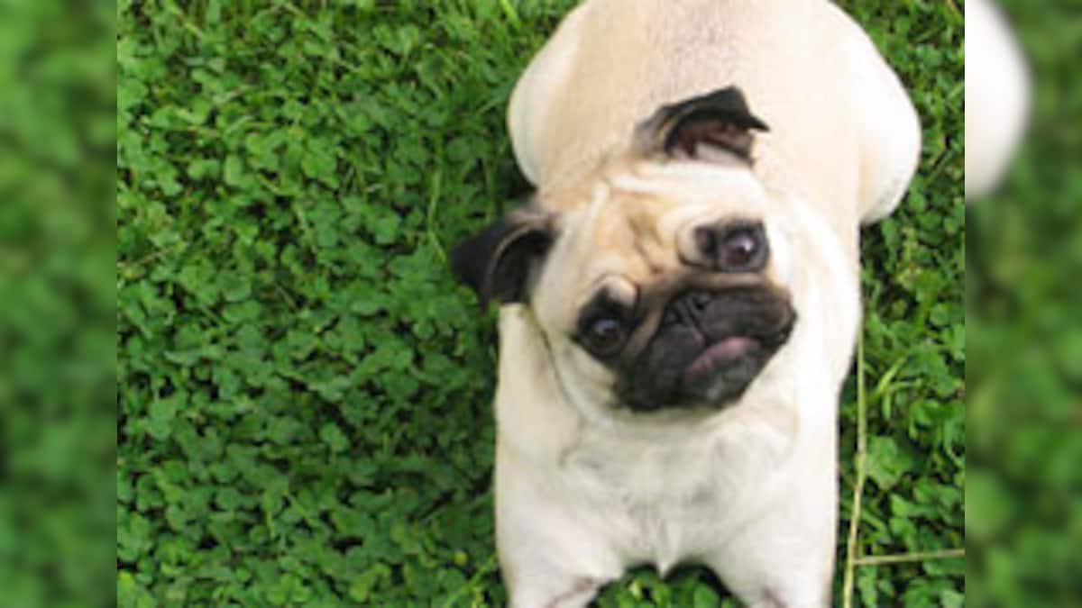 Hutch puppy to do an item number!