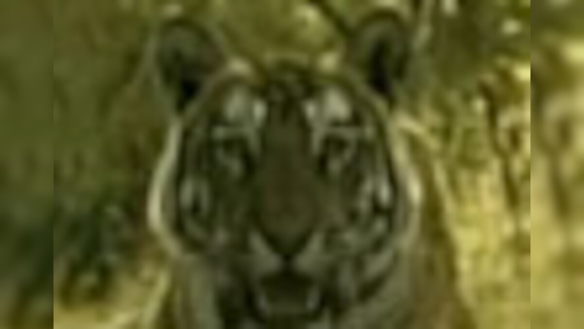 Tiger vanishes in India's best tiger reserve - News18