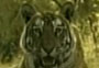 Tiger vanishes in India's best tiger reserve - News18