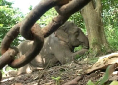 Mercy killing delayed, sick elephant succumbs to injuries
