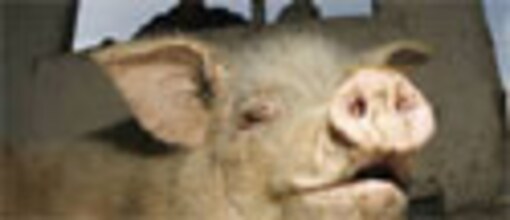 Earthquake makes a pig China's most popular animal Earthquake makes a pig China's most popular animal