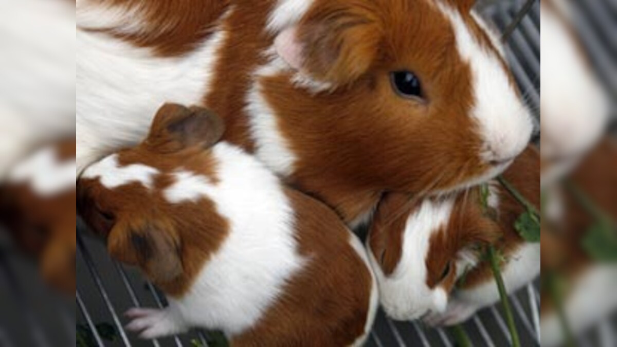 Ent wrap Guinea pigs are out to save the world