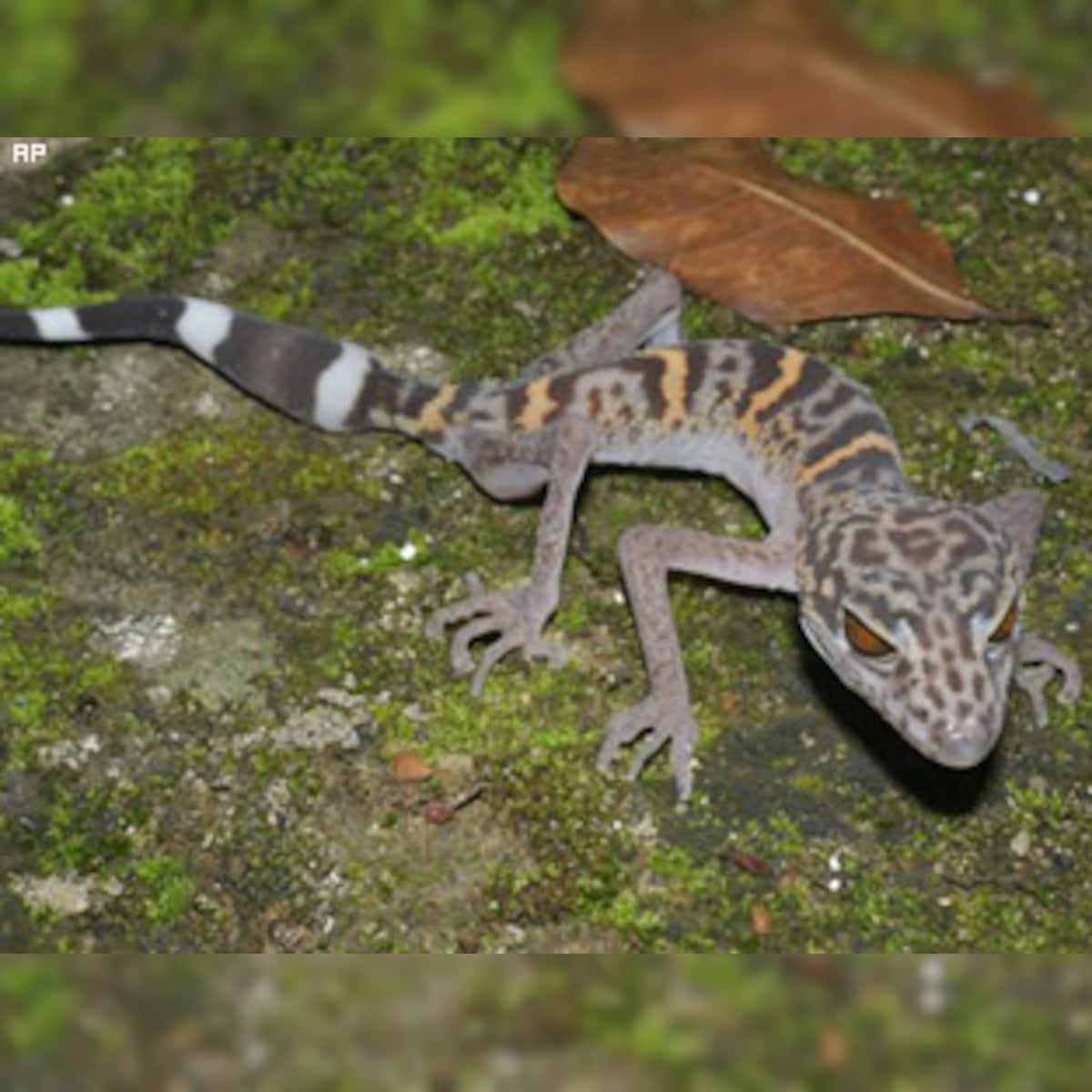 Lost world animals found in vanishing river region Lost world animals found in vanishing river region