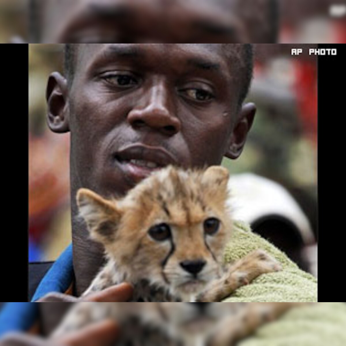 World's fastest man Usain Bolt adopts cheetah World's fastest man Usain Bolt adopts cheetah