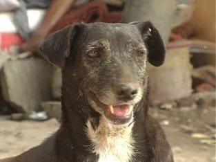 Man eats dog's heart to 'prevent rabies' after bite Man eats dog's heart to 'prevent rabies' after bite