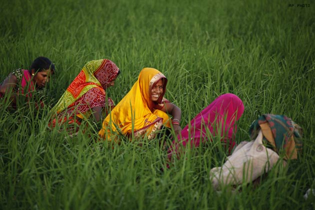 Scientists create rice variety for water-logged areas - News18