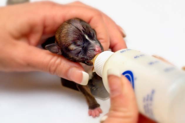 worlds smallest baby animals