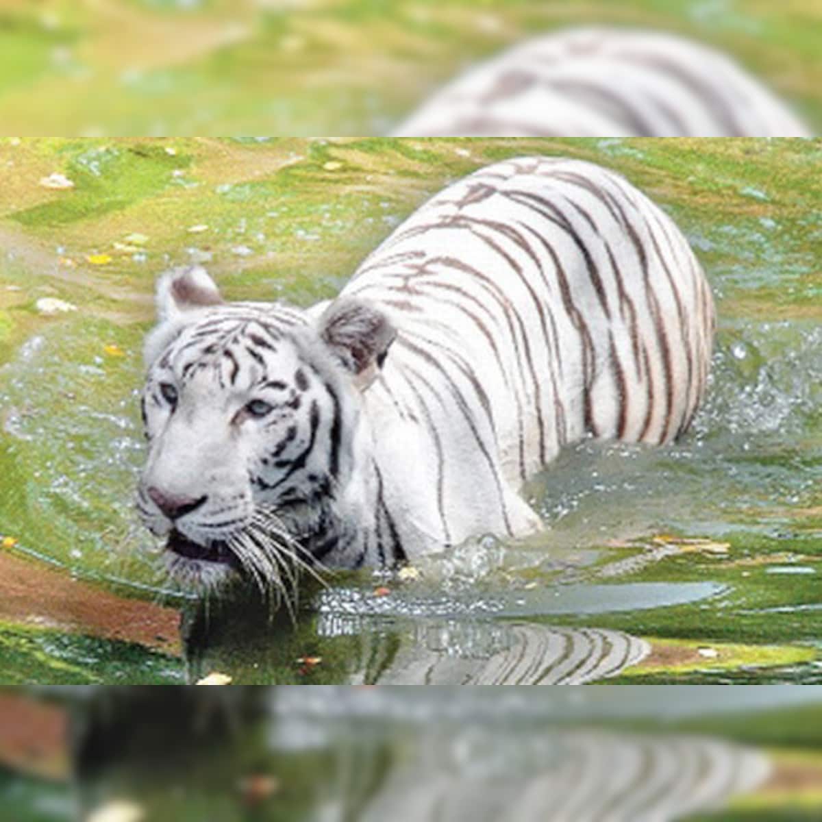 Hyderabad: Endangered animals thrive at zoo Hyderabad: Endangered animals thrive at zoo