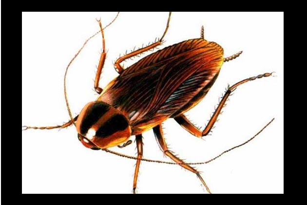 Primitive Cockroach 300 million-year-old 'ancestor of the cockroaches' recreated - News18