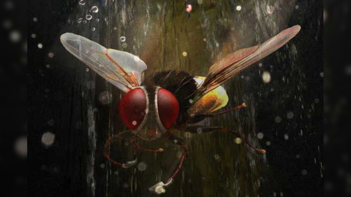'Eega' to release in Hindi on October 12
