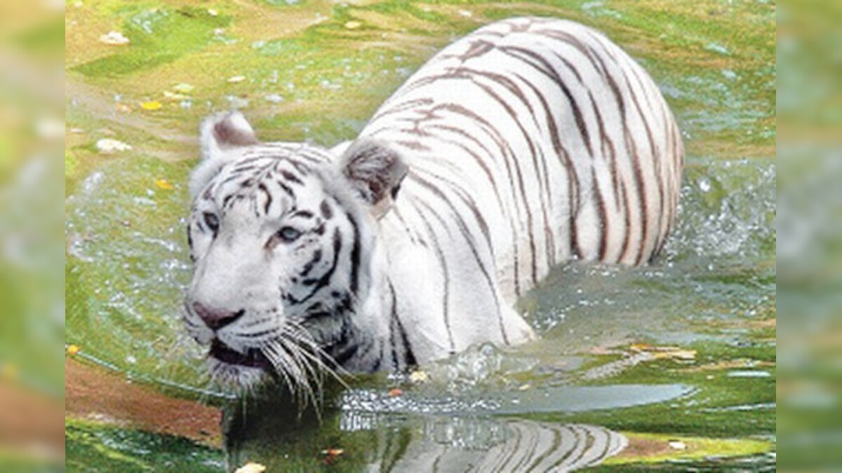 Relocation Of White Tiger Delayed As Cza Rejects Proposed Vet Hospital Design