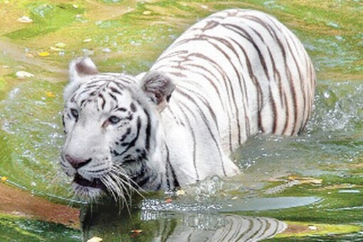 Relocation of White Tiger delayed as CZA rejects proposed vet hospital design Relocation of White Tiger delayed as CZA rejects proposed vet hospital design