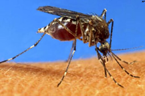 Delhi dengue toll rises to four