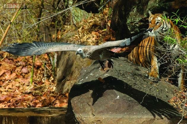 Tiger Fire celebrates this magnificent predator by bringing together the non-fiction writing, photography and art on the Indian tiger from the first written description of a real-life encounter with the animal by the Mughal Emperor Babur in the sixteenth century to photographs and studies of the last of the species surviving in the wild today. (Courtesy: Valmik Thapar, Aleph Book Company)<a href=