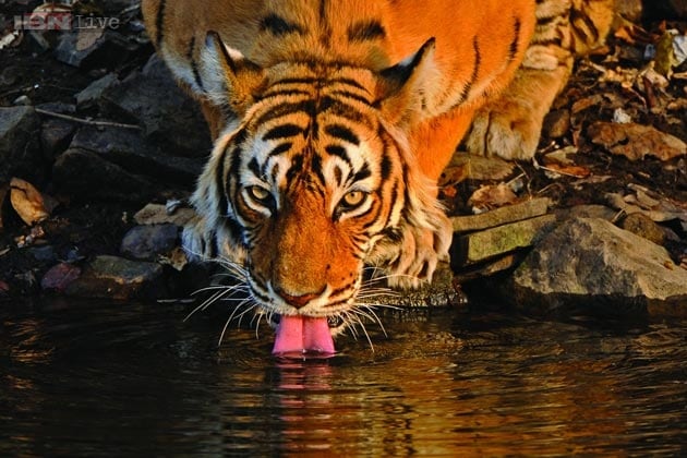 Conceived and edited by the renowned authority on the Indian tiger Valmik Thapar, the book's contributors are drawn from an array of renowned naturalists, writers, photographers, and tiger enthusiasts down the centuries. (Courtesy: Valmik Thapar, Aleph Book Company)