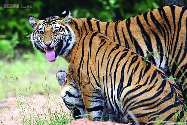 The book contains stories and reports of tiger hunts, attacks on humans by tigers, fights between the tiger and other animals such as the leopard, the bison, the wild dog, the boar, and the elephant, narratives about tigers rearing their young, finding mates, and wild tigers forging bonds with humans. (Courtesy: Valmik Thapar, Aleph Book Company)