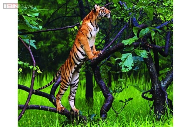 'Tiger Fire' is a testimonial to an animal that has dazzled the human race. (Courtesy: Valmik Thapar, Aleph Book Company)