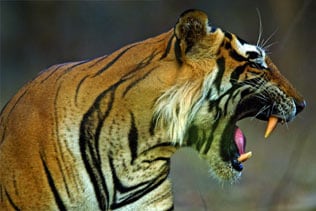 The tiger has captured the imagination of human beings from the beginning of recorded history. (Courtesy: Valmik Thapar, Aleph Book Company)