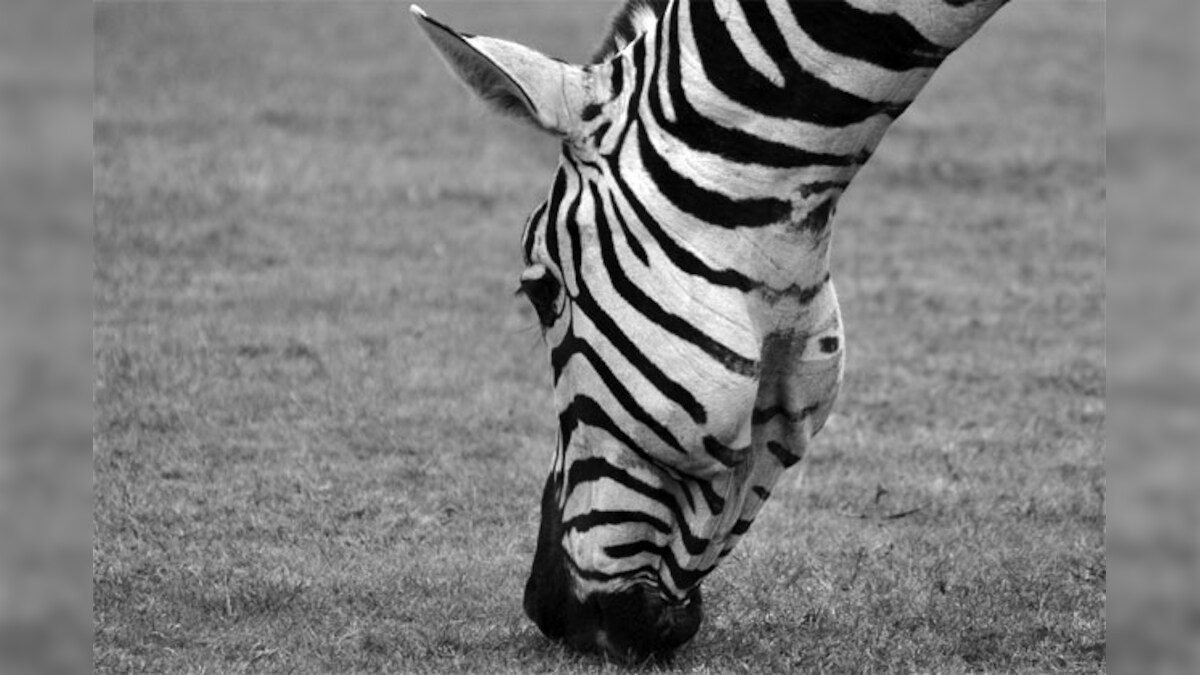 Zebra stripes evolved to confuse predators Scientists News18