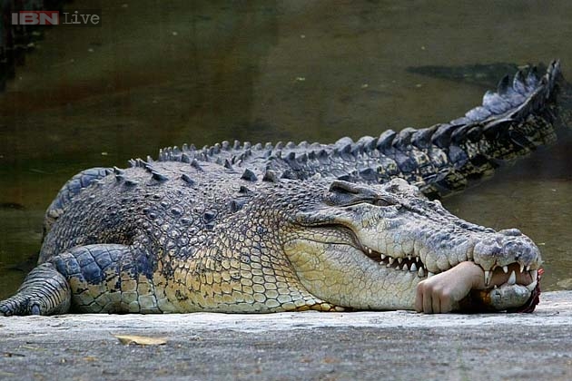 在高雄的台湾南部城市动物园鳄鱼拥有一个动物园的兽医在其牙齿之间的