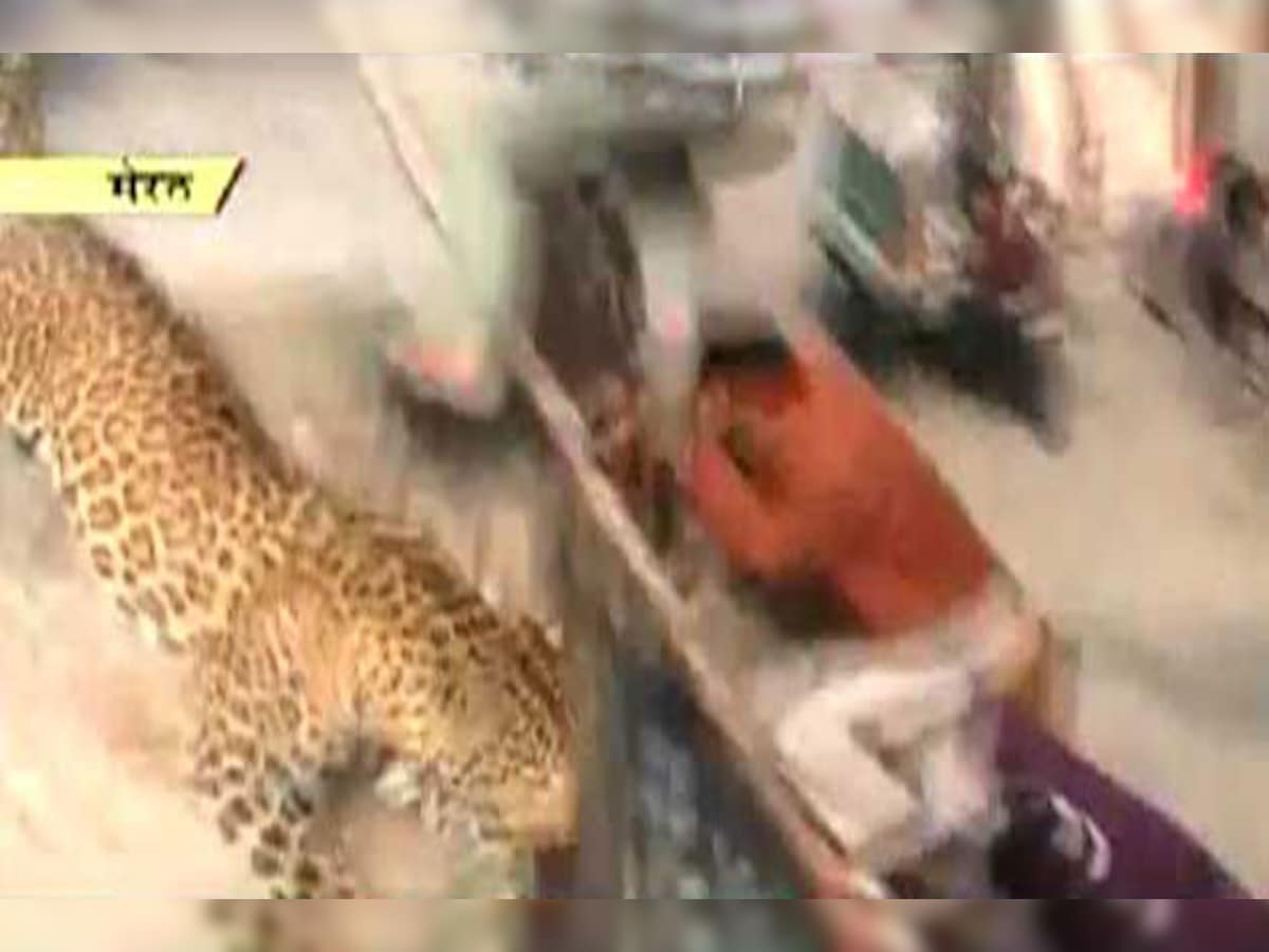 Meerut normal after leopard attack Meerut normal after leopard attack