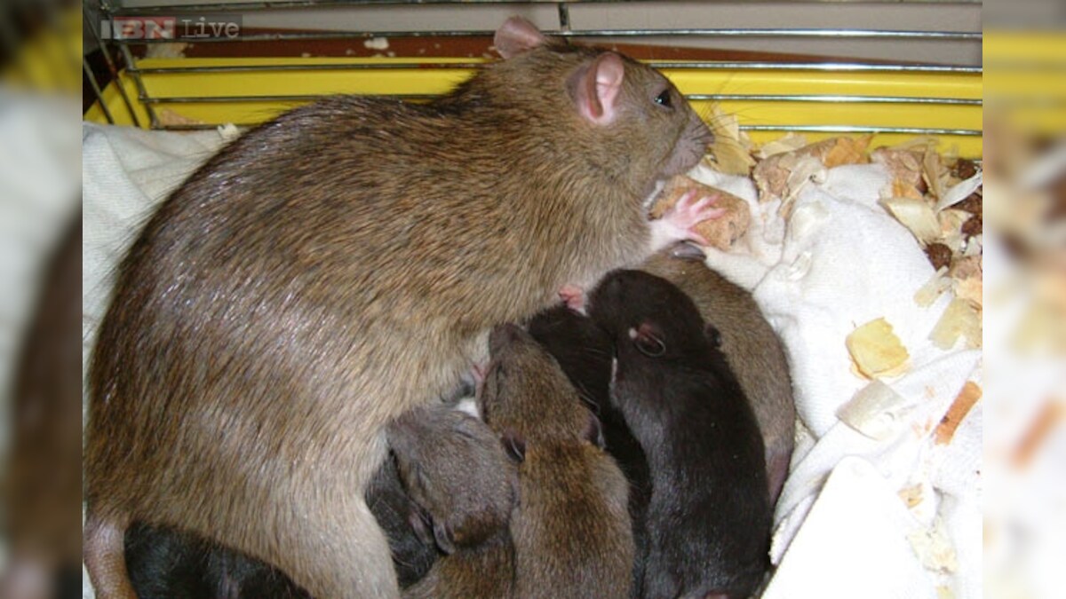 Rats bigger than sheep could roam Earth in future - News18
